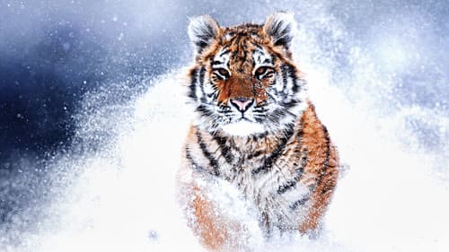 Russia's Wild Tiger Bild 1