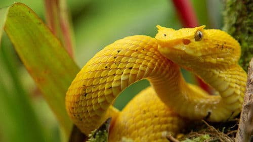 Wildes Mittelamerika Bild 1