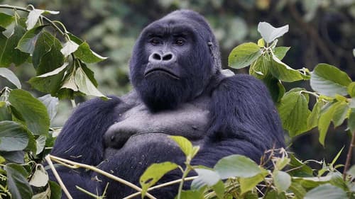 Mountain Gorilla Bild 1