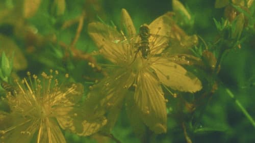 Summer Meadow Bild 1