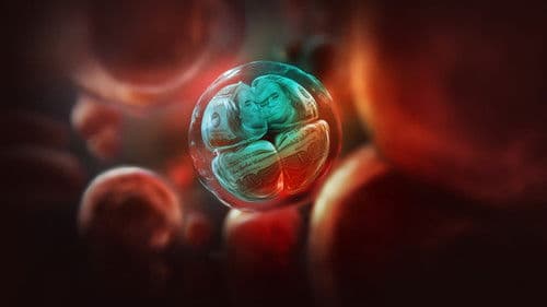 Dr. Hwang Woo-suk, König der Klone Bild 6