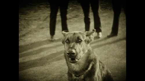 Wonder Dogs! Canine Stars of the Silent Era (1898-1928) Bild 5