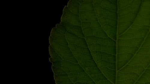 Salvia Divinorum: A Western Approach Bild 1