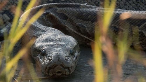 Queen of the Pythons Bild 1