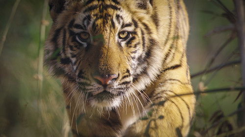 Tiger Bild 7