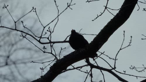 Die Amsel auf dem Ast Bild 4
