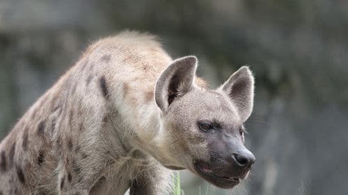 Predator Land Bild 1