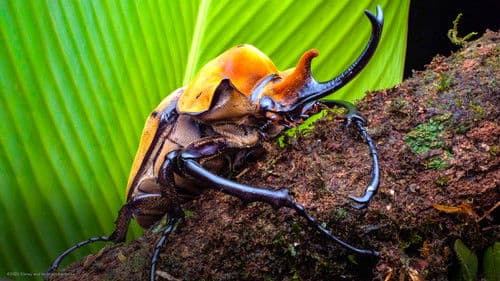 Das echte große Krabbeln Bild 4