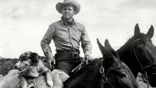 Sechs schwarze Pferde Bild 2