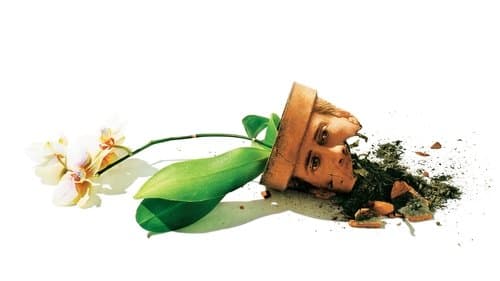 Adaption - Der Orchideen-Dieb Bild 1