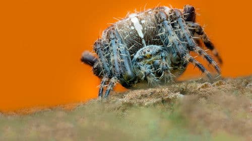 Das echte große Krabbeln Bild 3