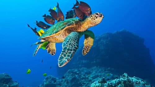 OceanWorld 3D Bild 1