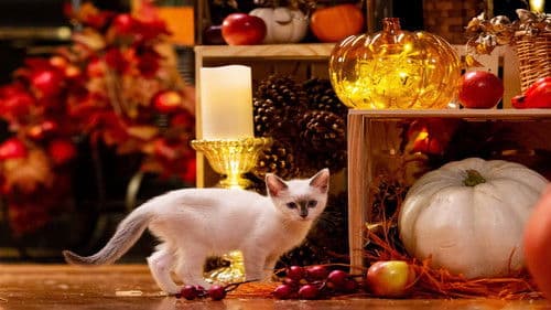 A Happy & Friends Yule Log Bild 2