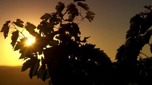 Somm: Into the Bottle Bild 1