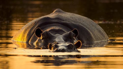 Giganten des Tierreichs Bild 7