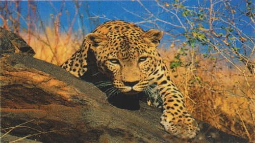 Die Superkatze der Kalahari. Natural killers - Raubtiere ganz nahe. Bild 1