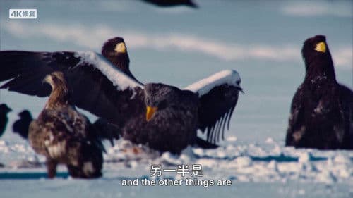 Animal Impossible Bild 2