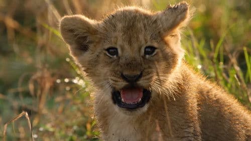 Lions: Africa's Super Power Bild 3