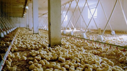 We Feed the World Bild 1