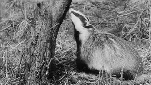 Wisdom of the Wild Bild 1