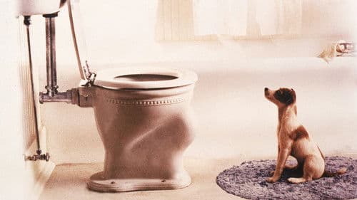 Mein Hund Skip Bild 2