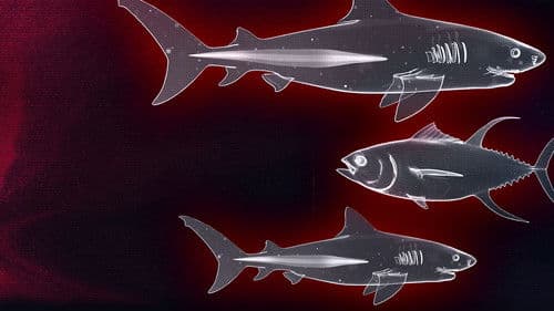 Hai vs. Thunfisch Bild 3