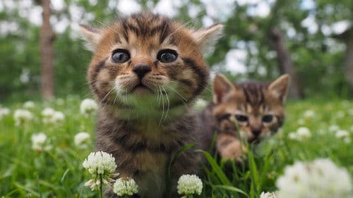 岩合光昭の世界ネコ歩き Bild 3