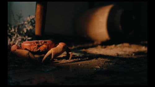 Cangrejos en el aire Bild 1