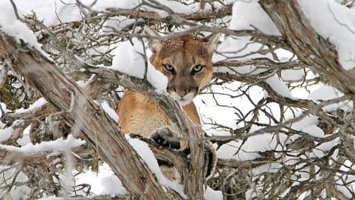 Cougar v. Wolf Bild 2
