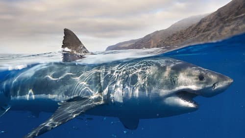 Les requins, maîtres des profondeurs Bild 1