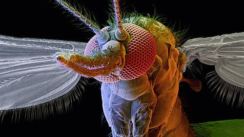 Tierische Jäger Bild 2