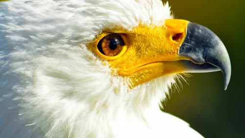 Afrikas tödlichste Jäger Bild 7