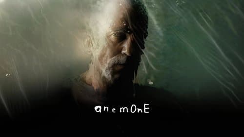 Anemone Bild 2
