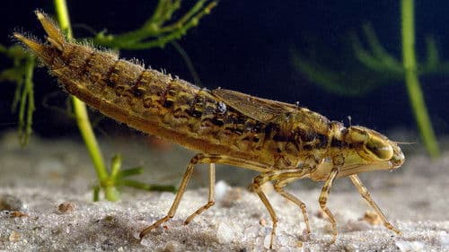 Tierische Freaks der Ozeane Bild 6