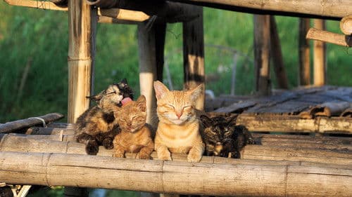 岩合光昭の世界ネコ歩き Bild 1