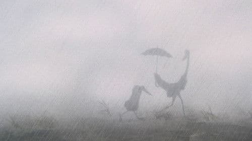 Der Reiher und der Kranich Bild 6