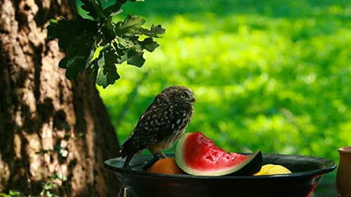 Owl's Odyssey Bild 3