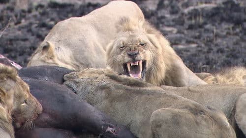 Predators in Peril Bild 3