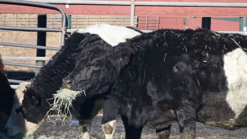 The First Canines Bild 7