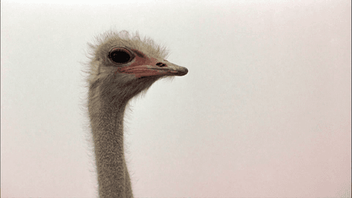 Das Lied der Sperlinge Bild 8