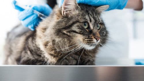 Tier Notaufnahme Bild 2