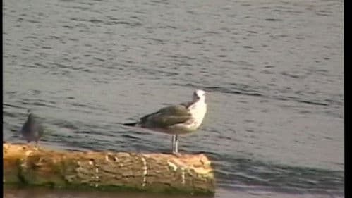 I WANNA BE YOUR DOG!!! Bild 7