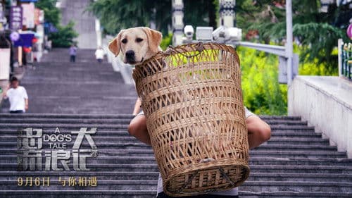 忠犬流浪记 Bild 1