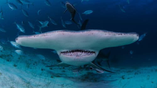 When Sharks Attack... and Why Bild 8