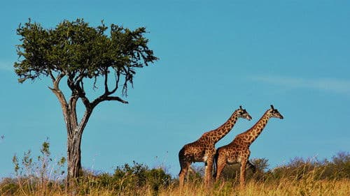 Natural World Bild 4