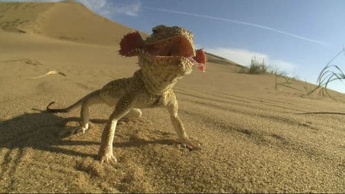 La loi des reptiles Bild 1