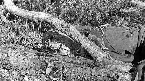 Autumn Stalking Bild 3