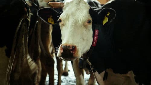 Das System Milch Bild 8