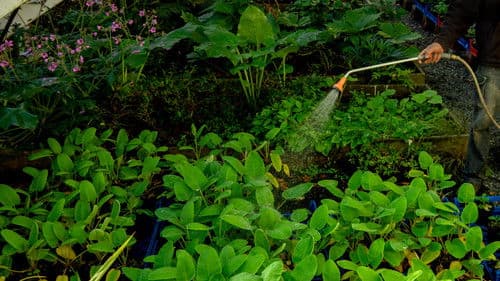 As The Garden Grows Bild 2