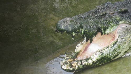 Man-Eating Super Croc Bild 1